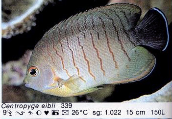 Centropyge eibli